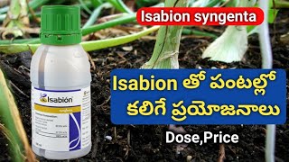 Isabion PGR పూర్తి వివరాలు  syngenta isabion telugu  agri mentor [upl. by Ecyor268]