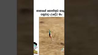 නානාගේ කොත්තුව කාලා පහුවදා උදේට මං😂shorts subscribe zhen boy [upl. by Tap]