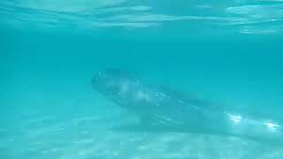 The giant oarfish Regalecus glesne is a species of oarfish of the family Regalecidae [upl. by Nikral]