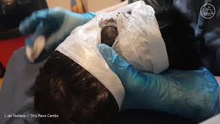 Guinea Pig quotPimple Popperquot  Draining an Open Sebaceous Cyst GRAPHIC [upl. by Gernhard]