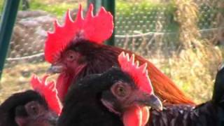 Poule de race  Marans [upl. by Ayle274]