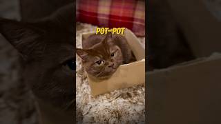 Boxing Day with Cats  Cats in Two Boxes cat britishkittenslife ukcat cat catsrule [upl. by Brasca360]