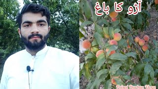 Peach Garden Visit  Aaro Ka Bagh  Gaon 11L ka Visit  Evening Routine  Faisal Qurban Vlogs [upl. by Seyah]