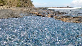 Thousands Of Alien Jellyfish On Shore [upl. by Stutzman513]