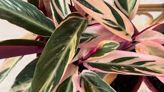 About Calathea Triostar House Plant [upl. by Boy992]