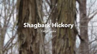 Shagbark Hickory [upl. by Eelaroc390]