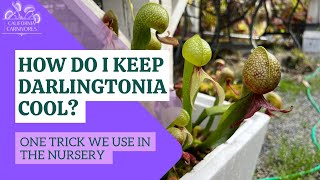 An Easy Way to Grow Tricky Darlingtonia [upl. by Sclater25]