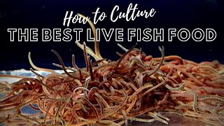 How to Culture Live Blackworms  Best Live Food for Adult Fish [upl. by Arteid632]