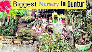 Biggest nursery in Guntur guntur vlog nursery wholesaleplants pots plants nature gunturvlog [upl. by Irrahs]