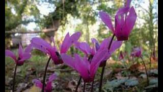 Cyclamen purpurascens  Ciclamino [upl. by Oribelle]