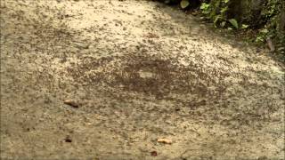 GeoVideo 0020 Army Ant Death Spiral 1080p [upl. by Narad]