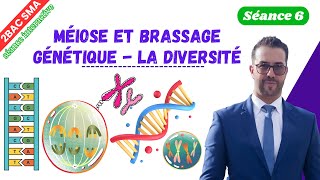 6 Méiose et brassage génétique la diversité séance interactive [upl. by Inva224]