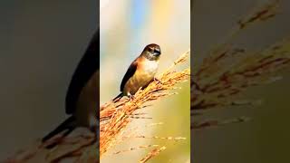 Indian Silverbill Eating Foodsnatureworlds shortsvideo [upl. by Barnum]