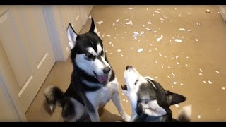 Huskies arguing over who made the mess [upl. by Hadihsar]