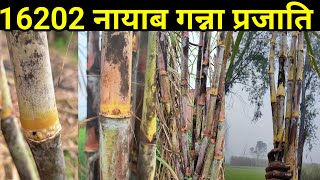 रिलीज हो गई एक और नायाब गन्ना किस्म। colk16202 ganna prajati colk 16202 sugarcane variety [upl. by Arenat]