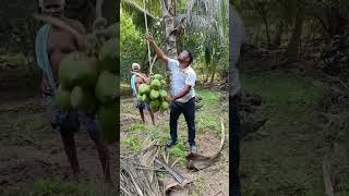 How to grow coconut pods from the tree  coconut water  coconut tree [upl. by Rheba376]