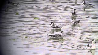 Rednecked Phalaropes spinning [upl. by Mensch]