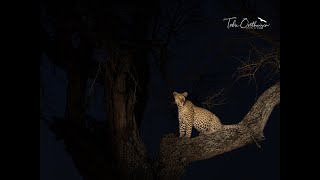 Leopards of Sabi Sand Private Game Reserve Aug 2024 [upl. by Sapienza]