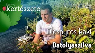 Datolyaszilva  Diospyros kaki Kákó Persimon Kakiszilva [upl. by Annot]