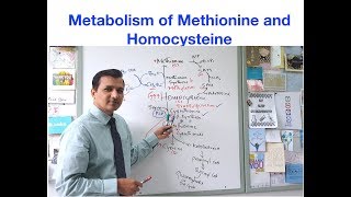 Metabolism of Methionine and Homocysteine [upl. by Nnylahs976]