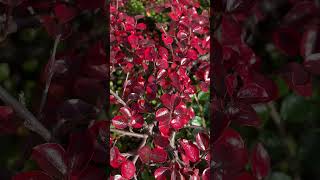 Кизильник горизонтальный Cotoneaster horizontalis floweringplant [upl. by Eyoj]