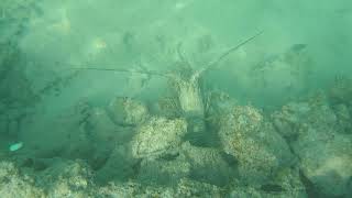 Cinnamon Dhonveli Maldives  Under Water Snorkeling [upl. by Naugan]