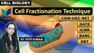 CELL FRACTIONATION TECHNIQUE  CELL BIOLOGY CSIR NET [upl. by Zolly674]