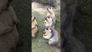 Cute Marmots Funny Eating snacks marmot shorts shortsfeed wildlife trending [upl. by Nivram342]