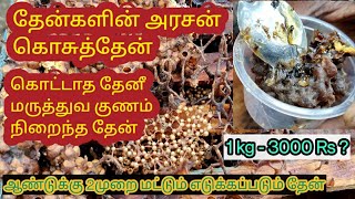 கொசுத்தேன்கொட்டாத தேனீசிறு தேன்Stringless Bee HoneyDammer Bee Honey1kg 3000Rs [upl. by Eniar]