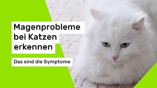 Magenprobleme bei Katzen erkennen [upl. by Anirav]