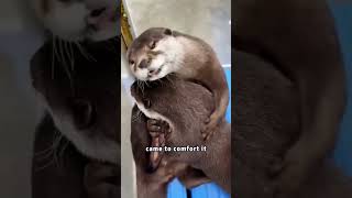 THE CRYING OTTER otter shortvideo subscribe [upl. by Terrijo]