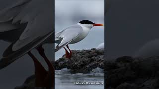 Arctic Tern Braves a Sudden Spring Snowstorm Over Icy Waters ❄️🕊️ [upl. by Yreva323]