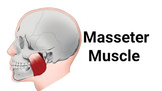 Masseter Muscle Head and Neck [upl. by Uhej]