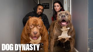 Kong The 150lb Pitbull Puppy Set To Outgrow Hulk  DOG DYNASTY [upl. by Halyak]