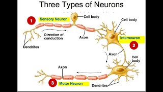 Types of Neurons Part 2 neuronal Signaling [upl. by Ahsehat]