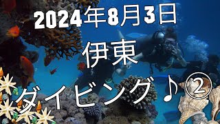 【FD】2024年8月3日伊東ダイビング♪②【スキューバダイビング】【マンツーマン】 [upl. by Merriott265]