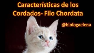 Características de los Cordados  Filo Chordata  Reino Animal [upl. by Lenes]