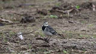 Pied Wagtail [upl. by Atterahs132]