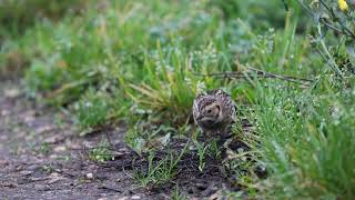 Lapland Bunting Surrey UK November 2024 [upl. by Violetta]