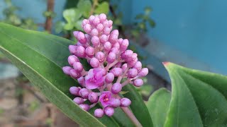 Medinilla plant care [upl. by Hebert]