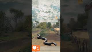 Anaconda Snake 🐍 P7 anaconda vfx snake anaconda7 anaconda3 funny cobra python diyasahuytv [upl. by Benyamin]