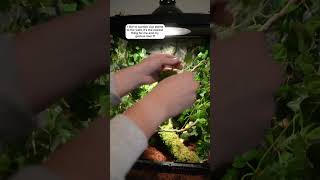 How to setup a crested gecko tank crestedgecko gecko reptile crestedgeckos [upl. by Berfield]