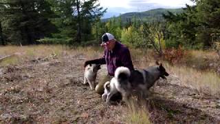 Norwegian Elkhounds doing some off leash hiking training [upl. by Bekelja261]