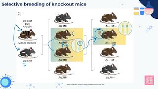 IB Biology Mutations and gene editing D13 AHL [upl. by Delmer]