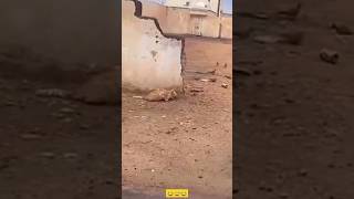 Berdosakah aku😂😂 funny funnyshorts funnyvideo fun havefun funnyvideos funnymoments [upl. by Eiuqnimod]