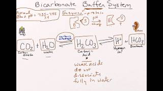 Bicarbonate Buffer System [upl. by Knight84]