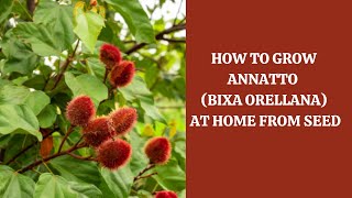 How to Grow Annatto  Bixa Orellana at Home from Seed [upl. by Truda]