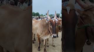 kundarapalli Friday market Krishnagiri district Biggest cow market [upl. by Adnileb972]