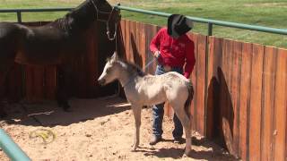 Foal Training Desensitizing Through Touch and Rub [upl. by Atinek]