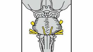 Neurologic Exam Cranial Nerves Anatomy  Pontine Level [upl. by Aroz]